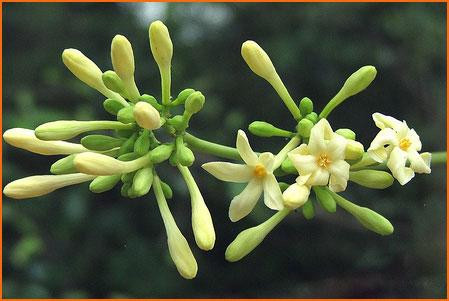 Hoa khế, hoa đu đủ đực, lá tía tô mỗi thứ 10g, đường phèn 5 g. Tất cả cho vào bát sứ có ít nước lọc, đun cách thủy lấy nước cho bé uống. Hàng ngày cho bé uống ½ thìa cà phê.