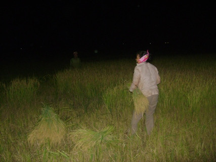Để tránh nắng nóng người dân xứ nghệ đã ùn ủn tổ chức gặt đêm Để tránh nắng nóng người dân xứ nghệ đã ùn ủn tổ chức gặt đêm