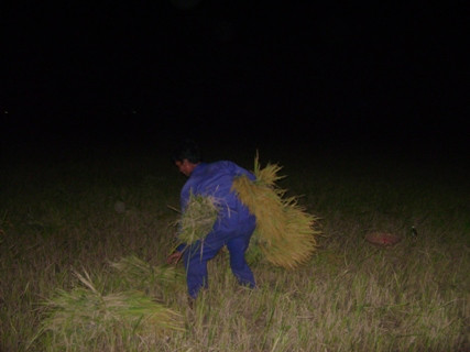 Trong những ngày mùa này hàng đêm trên các cánh đồng quê của xứ Nghệ đều nhộn nhịp như những công trường Trong những ngày mùa này hàng đêm trên các cánh đồng quê của xứ Nghệ đều nhộn nhịp như những công trường