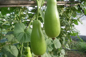 Qủa bầu: bầu là loại quả dùng làm thức ăn rất hàng ngày của người dân Việt Nam nhất là vùng quê trung du nghèo. Từ xưa người dân vẫn có câu: Ruột bầu nấu với dâu tôm/ Chồng chan vợ húp gập đầu khen ngon. Không chỉ có vậy bầu còn là món ăn tốt cho sức khỏe, giải độc và rất mát khi thưởng thức vào mùa hè. Qủa bầu: bầu là loại quả dùng làm thức ăn rất hàng ngày của người dân Việt Nam nhất là vùng quê trung du nghèo. Từ xưa người dân vẫn có câu: Ruột bầu nấu với dâu tôm/ Chồng chan vợ húp gập đầu khen ngon. Không chỉ có vậy bầu còn là món ăn tốt cho sức khỏe, giải độc và rất mát khi thưởng thức vào mùa hè.