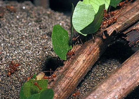 Xịt hoá chất (dạng khói): xử lý trên khu vực diện rộng.