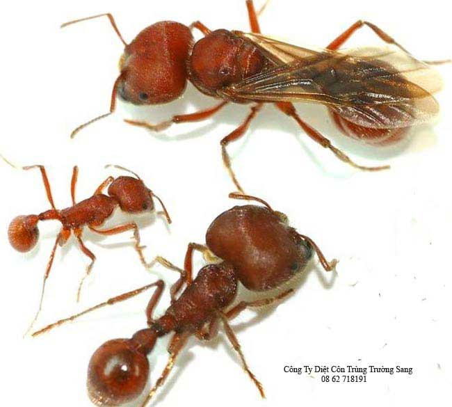 Vệ sinh sạch sẽ làm hạn chế sự xuất hiện của kiến.