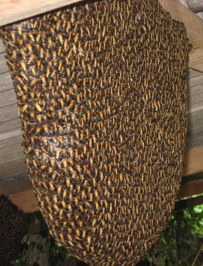 Ong là loài côn trùng có tổ chức xã hội cao như kiến, mối. Ong sống theo đàn, mỗi đàn đều có ong chúa, ong thợ, ong non,... và có sự phân công công việc rõ ràng. Ong có nhiều loài khác nhau, các loài được con người nuôi để khai thác sản phẩm như mật ong, sáp ong, sữa ong chúa,...