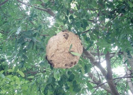 Trong các chất trên, chất làm vỡ dưỡng bào, hyaluronidase và histamine làm giãn mạch, tăng thoát dịch, sưng, phù nề và làm cho chỗ đốt sưng to, đỏ ửng một cách rõ nét. Dopamin là các chất kích thích hệ tim mạch và làm cho nhịp tim đập nhanh, nhất là khi bị nhiễm độc nặng. Melittin là một loại pep-tit gồm 70 a-xit amin, trong đó có 26 a-xit amin không có liên kết cystein.