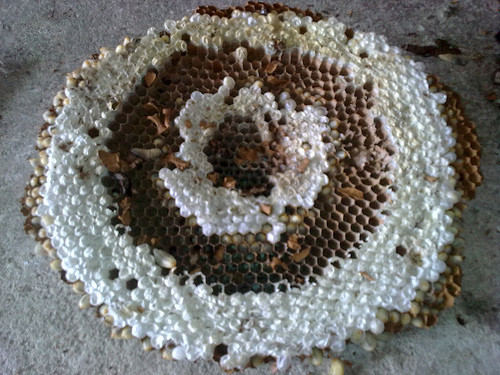 Đặc biệt ong mật ngòi có hình răng cưa nên khi đốt, ngòi cắm vào da và nọc bị đứt ra, phần cơ quanh túi nọc tiếp tục co bóp để tiết nọc độc vào cơ thể nạn nhân, chỉ sau 20 giây đã có tới 90% lượng nọc được bơm vào cơ thể nạn nhân. Các loại ong khác do ngòi không có hình răng cưa như ong mật nên khi đốt ngòi còn nguyên vẹn, nên ong có thể đốt nhiều lần.