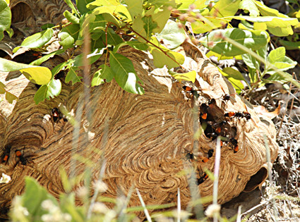 Nếu quá ngặng và có nguy cơ đe dọa tử vong: tiêm 1/3mg, nhắc lại mỗi 10 phút cho đến khi huyết áp tối đa trên 90mmHg thì chuyển sang truyền tĩnh mạch dung dịch đẳng trương, theo dõi huyết áp để điều chỉnh liều kịp thời.