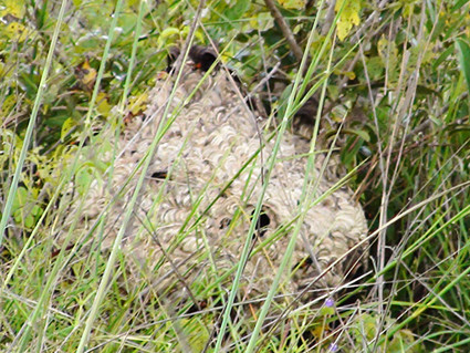 Nếu nạn nhân bị sốc thì phải tiêm tĩnh mạch methyl presnisolon 1 ống 40mg. Áp dụng phác đồ xử trí sốc phản vệ do Bộ Y tế đã ban hành: adrenalin 1/3-1mg tiêm dưới da, nhắc lại sau 15 phút cho đến khi huyết áp ổn định. Tiêm adrenalin tĩnh mạch nếu trụy mạch không đáp ứng với tiêm dưới da.