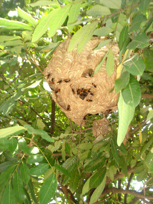 Để kịp thời cứu chữa các nạn nhân bị ong đốt và tránh được các tác hại, biến chứng trầm trọng có thể ảnh hưởng đến sức khỏe và tính mạng. Nạn nhân cần được phát hiện sớm và sơ cứu tại cơ sở bằng cách