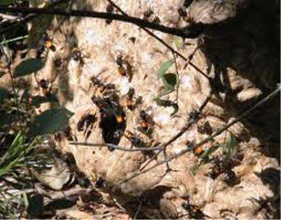 Thở ôxy, khí dung có thể dùng ventolin 2,5mg, nhắc lại sau 5 phút nếu cần. Truyền dịch nâng huyết áp và dự phòng suy thận cấp do tiêu cơ vân. Có thể dùng natriclorua đẳng trương, nếu tụt huyết áp kéo dài có thể truyền các dung dịch cao phân tử. Tiêm phòng uốn ván dùng SAT 1500 đơn vị. Chống suy thận bằng lợi tiểu. Cân bằng nước điện giải.