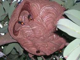 Dùng vôi tôi nhuyễn bôi vào vết đốt ngay sau khi bị đốt; dùng hạt, lá quất hồng bì giã nhuyễn, đắp lên vết đốt; lấy măng tre giã nhuyễn, đắp lên vết đốt; dùng thuốc lào tẩm nước điếu đắp lên vết đốt; dùng củ ráy dại, cắt một lát xát lên vết đốt; lấy lá, dây, củ dây chìa vôi giã nhuyễn đắp lên vết đốt.