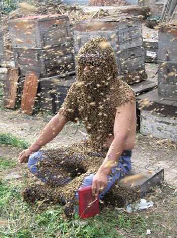 Khi bị ong đốt, mức độ đau càng nặng khi vị trí đốt càng có nhiều đầu mút thần kinh như mặt, gáy, cổ. Sau đó, cảm giác đau sẽ kéo dài ê ẩm. Sau vài giờ, chỗ đốt đỏ ửng, sưng lên và nổi hằn trên da như một cái nhọt bọc, kèm theo hơi ngứa.