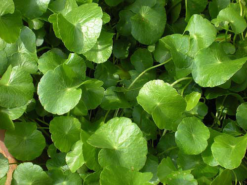 Rau má có nhiều công dụng chữa bệnh