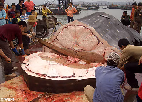 Ngoài ra, người ta còn phát hiện trong vi cá mập có thể chứa hàm lượng cao methylmercury là hợp chất thuỷ ngân gây tác hại cho sức khoẻ con người. Đây đúng là những tin buồn cho những ai thích ăn món ngon vật lạ nhưng là tin vui cho nhiều loài động vật đang trong nguy cơ tuyệt chủng. Ảnh Yume