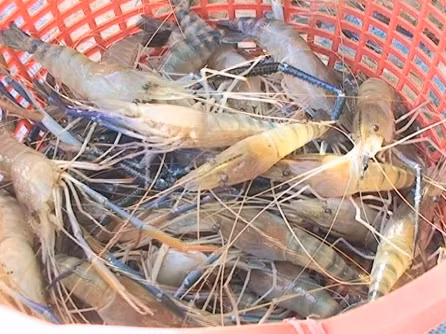 Trong loại tôm này có chứa vi khuẩn salmonella, loại vi khuẩn làm cho thức ăn trở thành độc. Tôm nuôi nông nghiệp thường gồm số lượng lớn thuốc kháng sinh và hóa chất. Chẳng hạn như thuốc trừ sâu có thể gây ra hủy hoại hệ thần kinh ở loài tôm và khi tôm được dùng làm thực phẩm thì lại nguy hại cho sức khỏe con người. Ảnh: Gafin.vn