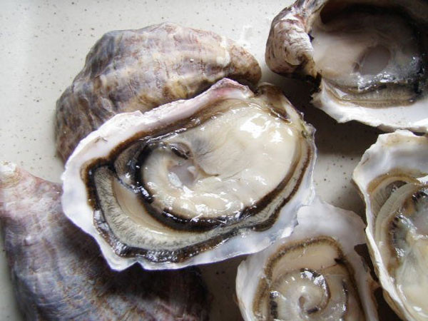 Con hàu cũng chứa nhiều độc tố nguy hiểm. Ăn hàu sống chứa hàm lượng cao purines (các thành tố hữu cơ có trong những cơ quan có nhiệm vụ lọc chất độc như thận và gan). Ảnh Socola.com