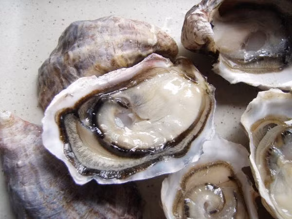 Con hàu cũng chứa nhiều độc tố nguy hiểm. Ăn hàu sống chứa hàm lượng cao purines (các thành tố hữu cơ có trong những cơ quan có nhiệm vụ lọc chất độc như thận và gan). Ảnh Socola.com