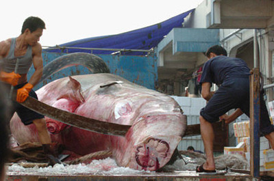 Cá Mập: Mới đây, giới khoa học Mỹ lên tiếng cảnh báo vi cá mập chứa độc tố thần kinh, có thể khiến não bị tổn thương ở người, gây ra bệnh Alzheimer và bệnh Lou Gehrig. Các nhà khoa học xác định độc tố thần kinh đó có tên hoá học là beta-n-methylamino-L-alanin (viết tắt BMAA). Ảnh Vietbao.vn