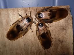 Loại côn trùng này không chỉ có hại cho sinh hoạt hàng ngày mà còn có hại sức khỏe của con người vì chúng có tập tính sống ở những nơi bẩn thỉu, hủy hoại và làm thức ăn bị nhiễm khuẩn.