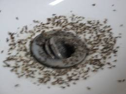 Sử dụng các loại hóa chất diệt côn trùng phun tồn lưu, phun khí dung, rải hoặc phun dạng bột... để diệt gián gặp không ít khó khăn vì nó có khả năng kháng hóa chất, chỉ sau một vài lần sử dụng, gián tiếp xúc với hóa chất mà không bị chết.