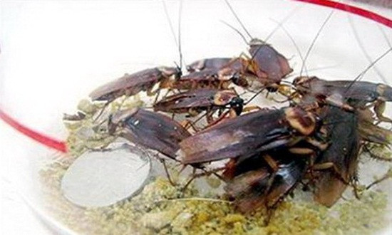 Gián không phải là tác nhân gây sức khỏe nhưng nó là trung gian truyền và phát tán một số loại bệnh