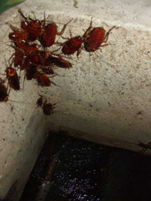 Gián nhà thường sống chung với người và gây hại cho sức khỏe con người. Chúng phát triển mạnh ở vùng có khí hậu nhiệt đới, ôn đới, ấm áp, ẩm thấp, có thức ăn thích hợp. Chúng sống thành đàn và hoạt động mạnh về ban đêm, còn ban ngày tìm nơi tối tăm, ẩm thấp để trú ẩn.