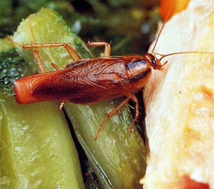 Gián gây ra các mầm bệnh như tiêu chảy, kiết lỵ, dịch tả, phong, dịch hạch, thương hàn, virus bại liệt...