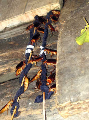 Biện pháp phòng, chống gián nhà quan trọng và cần thiết nhất là cải tạo môi trường sống như thường xuyên dọn dẹp vệ sinh sạch sẽ nhà cửa và làm giảm nơi trú ẩn của chúng.