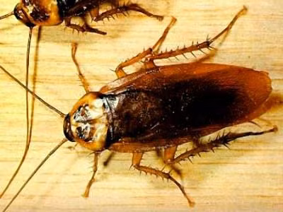 Vì vậy biện pháp diệt gián bằng hóa chất chỉ là giải pháp tình thế tạm thời, cần thực hiện phối hợp với các biện pháp vệ sinh môi trường, cải thiện điều kiện sạch sẽ nhà ở mới có tác dụng hiệu quả.