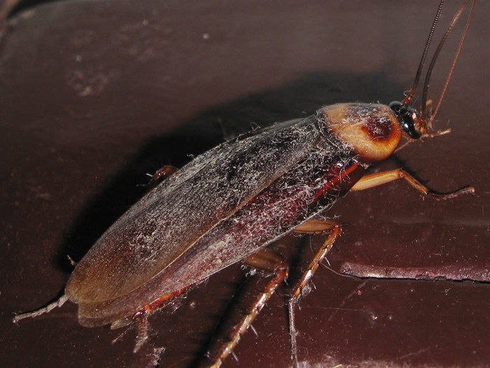 Trong đêm tối, gián thường bò đi tìm thức ăn ở nhà bếp, tủ đựng bát đĩa và thức ăn, nơi thùng rác, cống rãnh thoát nước...nên chúng chính là tác nhân gián tiếp gây nên các bệnh truyền nhiễm đối với con người.