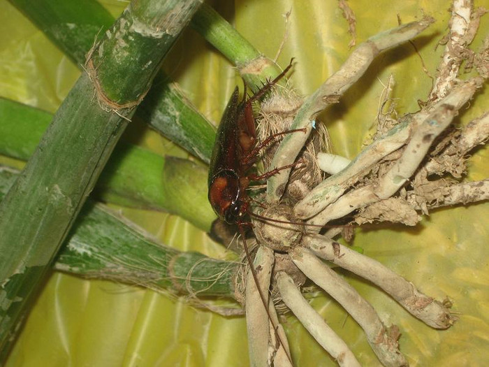 Chúng vừa ăn vừa nôn mửa những thức ăn mà chúng đã tiêu hóa một phần và đào thải phân rải rác khắp nơi. Các chất bài tiết, nôn mửa từ miệng gián, các tuyến trên cơ thể của gián có mùi hôi đặc biệt, rất khó chịu và đọng lại rất lâu trên những vật dụng mà nó đã đi qua.