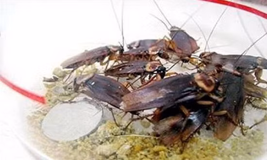 Hơn nữa hóa chất diệt có tác dụng xua đuổi nên nó sẽ tránh và không tiếp xúc. Có thể dùng mồi bẫy gián có chất dẫn dụ hoặc hóa chất có tác dụng xua đuổi.