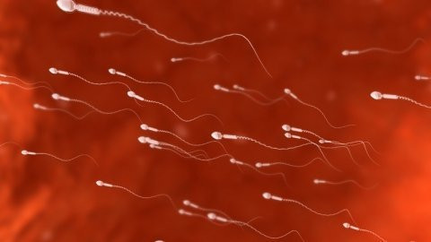 Đàn ông ăn nhiều thực phẩm béo có lượng tinh trùng thấp Đàn ông ăn nhiều thực phẩm béo có lượng tinh trùng thấp