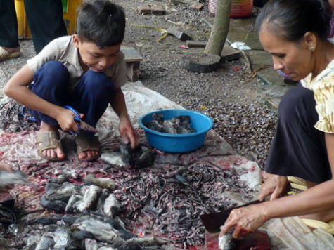 Làm sạch chuột đồng chuẩn bị mang ra chợ bán. (Ảnh: B.T) Làm sạch chuột đồng chuẩn bị mang ra chợ bán. (Ảnh: B.T)