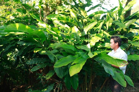 Trong thời gian ngắn người dân miền núi Nghệ An đã mở rộng trồng số lượng lớn diện tích cây bo bo bán cho thương lái Trung Quốc Trong thời gian ngắn người dân miền núi Nghệ An đã mở rộng trồng số lượng lớn diện tích cây bo bo bán cho thương lái Trung Quốc