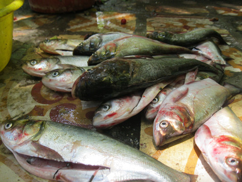 Theo quan sát, cá mà người dân bắt được trên sông Tô Lịch có trọng lượng khoảng từ 0,5 – 0,8 kg/con, gồm có trôi, chép, trắm, nhưng chủ yếu vẫn là cá mè.