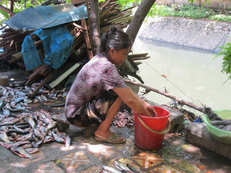 Có người dân chỉ riêng trong buổi sáng đã vớt được cả vài chục, thậm chí có người đã vớt được hàng tạ cá các loại.