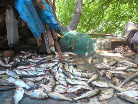 Có người dân chỉ riêng trong buổi sáng đã vớt được cả vài chục, thậm chí có người đã vớt được hàng tạ cá các loại.