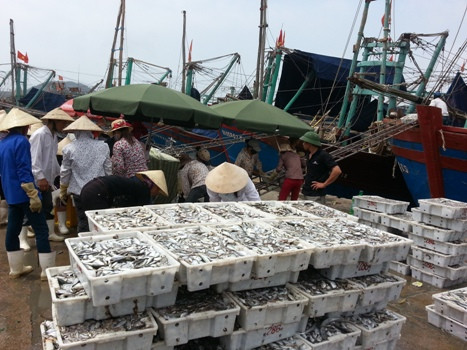 Các tàu cá vẫn hàng ngày cùng với những ngư dân bám biển chở đầy ăm ắp cá về cảng Các tàu cá vẫn hàng ngày cùng với những ngư dân bám biển chở đầy ăm ắp cá về cảng