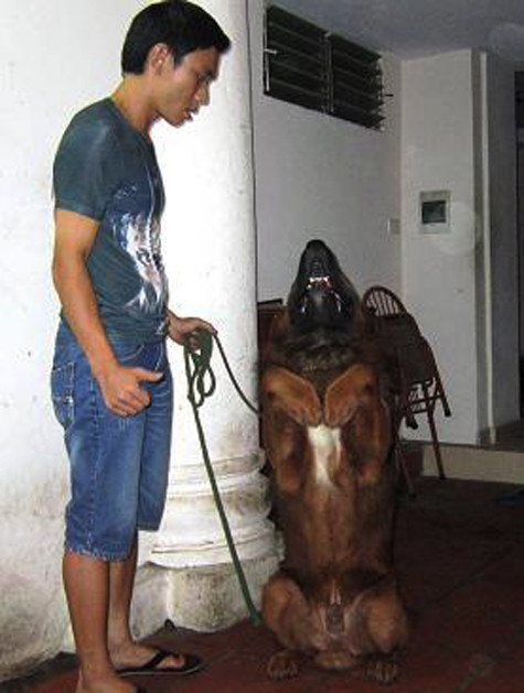 Theo những người đã và đang sở hữu ngao Tạng, nuôi chó ngao Tạng không dễ nhưng khi đã nuôi, hiểu hơn tính cách của ngao Tạng thì một người thực sự đam mê sẽ thấy không hề phí khi bỏ ra số tiền lớn để được sở hữu “thần khuyển” và không phải ai có tiền cũng có thể trở thành chủ nhân của giống chó huyền thoại này (Ảnh: Internet). Theo những người đã và đang sở hữu ngao Tạng, nuôi chó ngao Tạng không dễ nhưng khi đã nuôi, hiểu hơn tính cách của ngao Tạng thì một người thực sự đam mê sẽ thấy không hề phí khi bỏ ra số tiền lớn để được sở hữu “thần khuyển” và không phải ai có tiền cũng có thể trở thành chủ nhân của giống chó huyền thoại này (Ảnh: Internet).