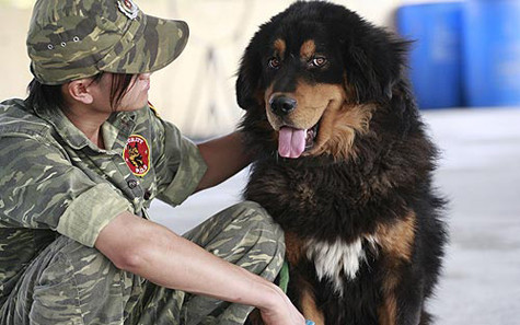 Do đặc tính hung dữ nên hầu hết các chủ nhân của chó ngao Tây Tạng phải gửi chúng đến các trung tâm huấn luyện với chi phí cho khóa học tốn kém cả chục triệu đồng (Ảnh: Internet). Do đặc tính hung dữ nên hầu hết các chủ nhân của chó ngao Tây Tạng phải gửi chúng đến các trung tâm huấn luyện với chi phí cho khóa học tốn kém cả chục triệu đồng (Ảnh: Internet).