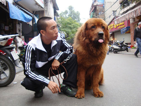 Theo những người đã và đang sở hữu ngao Tạng, nuôi chó ngao Tạng không dễ nhưng khi đã nuôi, hiểu hơn tính cách của ngao Tạng thì một người thực sự đam mê sẽ thấy không hề phí khi bỏ ra số tiền lớn để được sở hữu “thần khuyển” và không phải ai có tiền cũng có thể trở thành chủ nhân của giống chó huyền thoại này (Ảnh: Internet). Theo những người đã và đang sở hữu ngao Tạng, nuôi chó ngao Tạng không dễ nhưng khi đã nuôi, hiểu hơn tính cách của ngao Tạng thì một người thực sự đam mê sẽ thấy không hề phí khi bỏ ra số tiền lớn để được sở hữu “thần khuyển” và không phải ai có tiền cũng có thể trở thành chủ nhân của giống chó huyền thoại này (Ảnh: Internet).