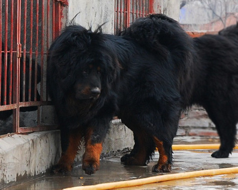 Ngao Tây Tạng có sức hút mãnh liệt, tạo nên cơn sốt với giới dân chơi có lẽ chúng là loại chó kỳ lạ nhất ở cả vóc dáng, phẩm chất lẫn những câu chuyện đầy huyền hoặc và không biết bao nhiêu giấy mực đã tốn vì loài chó được mệnh danh là “sư tử núi tuyết”, “chúa tể của thảo nguyên” này và theo đánh giá, một con chó ngao Tây Tạng khi trưởng thành còn đủ sức mạnh đánh bại cả gấu, hổ, báo và các loài mãnh thú khác (Ảnh: Internet). Ngao Tây Tạng có sức hút mãnh liệt, tạo nên cơn sốt với giới dân chơi có lẽ chúng là loại chó kỳ lạ nhất ở cả vóc dáng, phẩm chất lẫn những câu chuyện đầy huyền hoặc và không biết bao nhiêu giấy mực đã tốn vì loài chó được mệnh danh là “sư tử núi tuyết”, “chúa tể của thảo nguyên” này và theo đánh giá, một con chó ngao Tây Tạng khi trưởng thành còn đủ sức mạnh đánh bại cả gấu, hổ, báo và các loài mãnh thú khác (Ảnh: Internet).