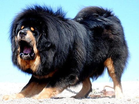 Chó ngao Tây Tạng có phần lông ở cổ đặc trưng trông như bờm sư tử. Màu đen, đen -nâu, đen -vàng, xám hoặc vàng. Đuôi luôn cuộn cao trên lưng. Đầu phẳng, không có nếp nhăn. Hình thế cân đối và oai vệ (Ảnh: Internet). Chó ngao Tây Tạng có phần lông ở cổ đặc trưng trông như bờm sư tử. Màu đen, đen -nâu, đen -vàng, xám hoặc vàng. Đuôi luôn cuộn cao trên lưng. Đầu phẳng, không có nếp nhăn. Hình thế cân đối và oai vệ (Ảnh: Internet).