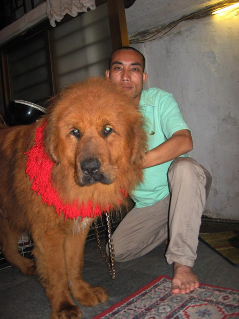 Theo nhiều dân chơi, con ngao Tây Tạng đầu tiên được nhập về Việt Nam vào năm 2008 sau một thời gian "làm mưa làm gió" trong giới thừa tiền lắm của tại Trung Quốc và thế giới khi loài chó có lông cổ trông như bờm sư tử này đang trở thành biểu tượng mới thể hiện đẳng cấp nhà giàu và số lượng người sở hữu những chú chó này ở Việt Nam hiện chỉ đếm trên đầu ngón tay (Ảnh: Internet). Theo nhiều dân chơi, con ngao Tây Tạng đầu tiên được nhập về Việt Nam vào năm 2008 sau một thời gian "làm mưa làm gió" trong giới thừa tiền lắm của tại Trung Quốc và thế giới khi loài chó có lông cổ trông như bờm sư tử này đang trở thành biểu tượng mới thể hiện đẳng cấp nhà giàu và số lượng người sở hữu những chú chó này ở Việt Nam hiện chỉ đếm trên đầu ngón tay (Ảnh: Internet).