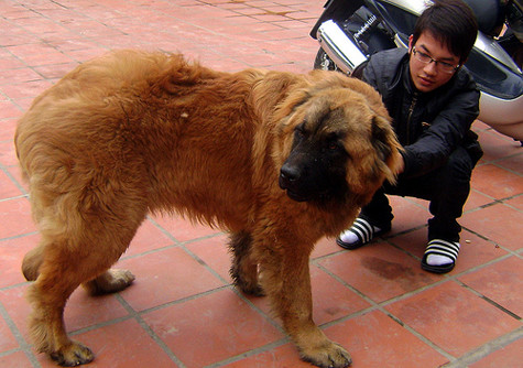 Vẻ đẹp hùng dũng với đôi mắt sáng, ngao Tạng rất cá tính nhưng nó có một lòng trung thành tuyệt đối và bảo vệ chủ tới cùng khi có tình huống xấu xảy ra (Ảnh: Internet). Vẻ đẹp hùng dũng với đôi mắt sáng, ngao Tạng rất cá tính nhưng nó có một lòng trung thành tuyệt đối và bảo vệ chủ tới cùng khi có tình huống xấu xảy ra (Ảnh: Internet).
