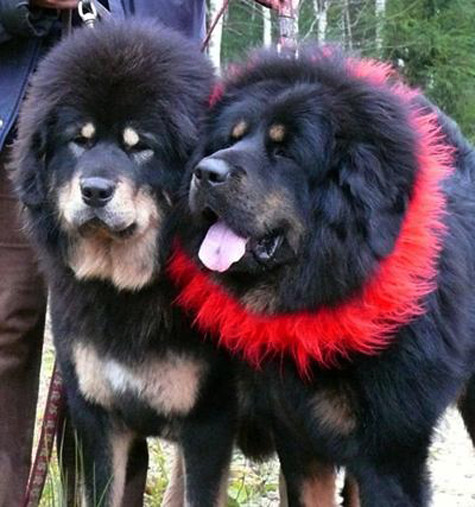 Ngao Tây Tạng có sức hút mãnh liệt, tạo nên cơn sốt với giới dân chơi có lẽ chúng là loại chó kỳ lạ nhất ở cả vóc dáng, phẩm chất lẫn những câu chuyện đầy huyền hoặc và không biết bao nhiêu giấy mực đã tốn vì loài chó được mệnh danh là “sư tử núi tuyết”, “chúa tể của thảo nguyên” này và theo đánh giá, một con chó ngao Tây Tạng khi trưởng thành còn đủ sức mạnh đánh bại cả gấu, hổ, báo và các loài mãnh thú khác (Ảnh: Internet). Ngao Tây Tạng có sức hút mãnh liệt, tạo nên cơn sốt với giới dân chơi có lẽ chúng là loại chó kỳ lạ nhất ở cả vóc dáng, phẩm chất lẫn những câu chuyện đầy huyền hoặc và không biết bao nhiêu giấy mực đã tốn vì loài chó được mệnh danh là “sư tử núi tuyết”, “chúa tể của thảo nguyên” này và theo đánh giá, một con chó ngao Tây Tạng khi trưởng thành còn đủ sức mạnh đánh bại cả gấu, hổ, báo và các loài mãnh thú khác (Ảnh: Internet).