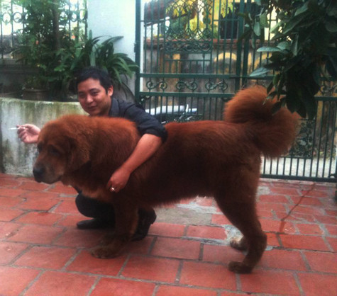 Mỗi tháng, một con chó ngao Tây Tạng tiêu tốn không dưới 5 triệu đồng tiền ăn với thức ăn chủ yếu là thịt sống, kèm theo đó là rất nhiều thời gian và công sức chăm sóc. Hằng ngày, người nuôi chó ngao Tây Tạng phải dắt chúng đi “tập thể dục” để giữ được thể lực sung mãn và dáng vóc dũng mãnh (Ảnh: Internet). Mỗi tháng, một con chó ngao Tây Tạng tiêu tốn không dưới 5 triệu đồng tiền ăn với thức ăn chủ yếu là thịt sống, kèm theo đó là rất nhiều thời gian và công sức chăm sóc. Hằng ngày, người nuôi chó ngao Tây Tạng phải dắt chúng đi “tập thể dục” để giữ được thể lực sung mãn và dáng vóc dũng mãnh (Ảnh: Internet).