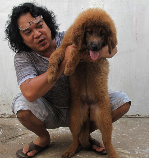 Giá của một chú chó ngao Tây Tạng thuần chủng khoảng 2 tháng tuổi lên đến khoảng 20 triệu đồng. Loài “siêu khuyển” này đến tuổi trưởng thành có thể đạt trọng lượng 120 kg và có giá thành cả vài trăm, thậm chí cả tỷ đồng (Ảnh: Internet). Giá của một chú chó ngao Tây Tạng thuần chủng khoảng 2 tháng tuổi lên đến khoảng 20 triệu đồng. Loài “siêu khuyển” này đến tuổi trưởng thành có thể đạt trọng lượng 120 kg và có giá thành cả vài trăm, thậm chí cả tỷ đồng (Ảnh: Internet).