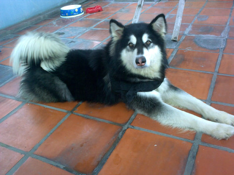 Xương chân lớn rất cơ bắp. Cặp mắt màu nâu , nâu đen hình quả hạnh rất thân thiện, vui, thậm chí nghịch ngợm. Tai nhỏ đầy lông tơ. Bộ lông dày giúp giữ thân nhiệt chịu đựng cái lạnh khủng khiếp của miền Bắc Cực băng giá quanh năm. Con cái đặc biệt nhỏ hơn con đực. Màu lông Alaskan Malamute đa dạng : xám & trắng, xám lông chồn & trắng, đen & trắng hoặc toàn thân trắng. Đặc điểm rõ nhất cho dù Malamute có màu lông nào chăng nữa thì mõm và 4 chân phải là màu trắng (Ảnh: Internet). Xương chân lớn rất cơ bắp. Cặp mắt màu nâu , nâu đen hình quả hạnh rất thân thiện, vui, thậm chí nghịch ngợm. Tai nhỏ đầy lông tơ. Bộ lông dày giúp giữ thân nhiệt chịu đựng cái lạnh khủng khiếp của miền Bắc Cực băng giá quanh năm. Con cái đặc biệt nhỏ hơn con đực. Màu lông Alaskan Malamute đa dạng : xám & trắng, xám lông chồn & trắng, đen & trắng hoặc toàn thân trắng. Đặc điểm rõ nhất cho dù Malamute có màu lông nào chăng nữa thì mõm và 4 chân phải là màu trắng (Ảnh: Internet).