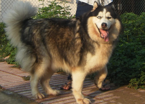 Alaskan Malamute là giống chó cực kỳ thông minh nên có khả năng học tập rất nhanh và rất biết vâng lời. Việc huấn luyện đương nhiên phải giao cho người có kinh nghiệm và lương tâm. Bản chất rất tò mò và vô cùng hiếu động nên Malamute rất thích được lao động (Ảnh: Internet). Alaskan Malamute là giống chó cực kỳ thông minh nên có khả năng học tập rất nhanh và rất biết vâng lời. Việc huấn luyện đương nhiên phải giao cho người có kinh nghiệm và lương tâm. Bản chất rất tò mò và vô cùng hiếu động nên Malamute rất thích được lao động (Ảnh: Internet).